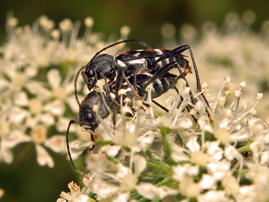 Un cerambicide da determinare: Chlorophorus sartor